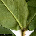 SpeciesSub: f. luteum